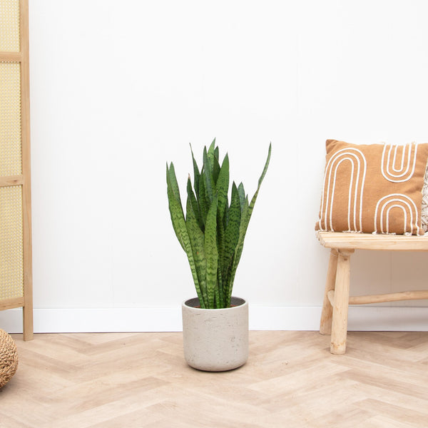 Sansevieria Zeylanica - 90cm kopen bij Green Bubble