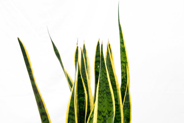 Sansevieria Laurentie - 50cm kopen bij Green Bubble