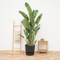 Strelitzia Augusta multi-trunk de luxe XXL - 250cm