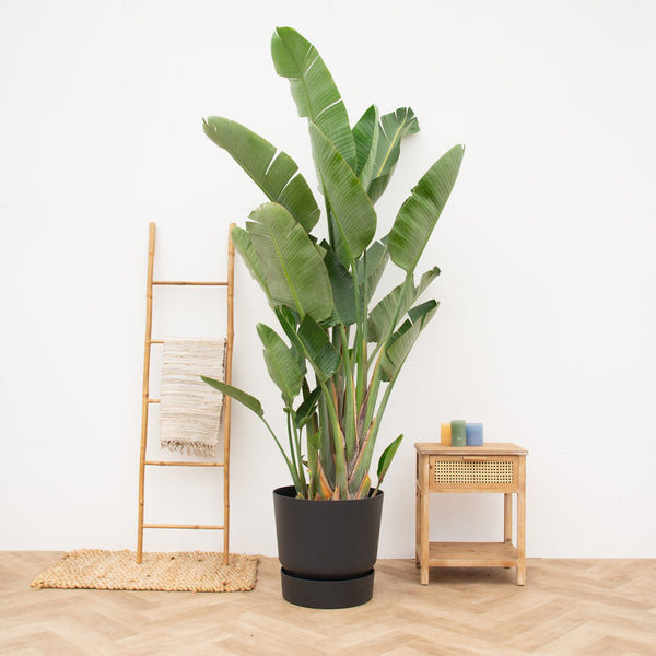 Strelitzia Augusta multi stem de luxe XXL - 250cm kopen bij Green Bubble