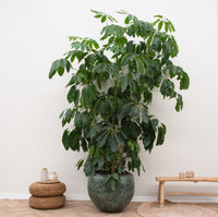 Schefflera Amate - 220 cm