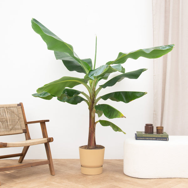 Bananenplant XL - 200cm