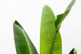 Product afbeelding 4