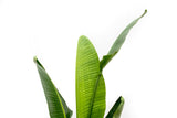 Product afbeelding 6