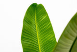 Product afbeelding 7