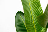 Product afbeelding 8