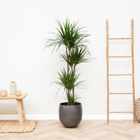 Dracaena Marginata XL - 180cm