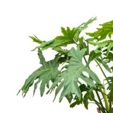 Product afbeelding 4