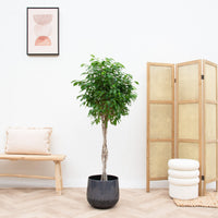 Pleciony pień figowca Benjamina - 150 cm
