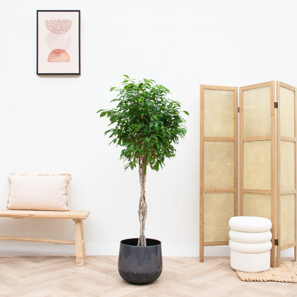 Ficus Benjamina geflochtener Stamm - 130cm kopen bij Green Bubble