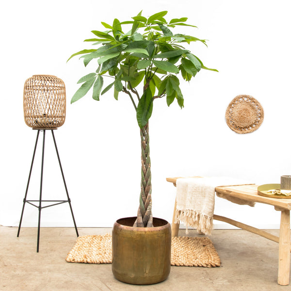 Pachira aquatica - 180cm kopen bij Green Bubble