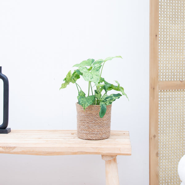 Syngonium Mottled - 30cm kopen bij Green Bubble