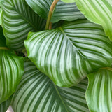 Product afbeelding 4