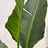 Product afbeelding 7