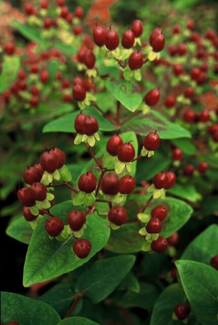 Hypericum Inodorum 'Beauty' - 20 cm kopen bij Green Bubble