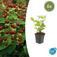 Hypericum Inodorum 'Belleza' - 20cm