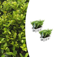 Oferta combinada - pack Ilex Crenata 'Jenny' - 15cm
