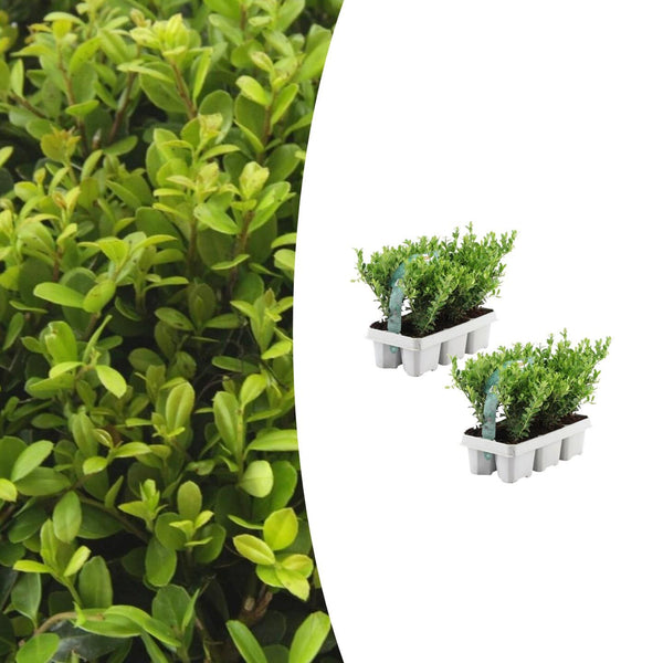 Combideal - pack Ilex Crenata 'Jenny' - 15cm kopen bij Green Bubble