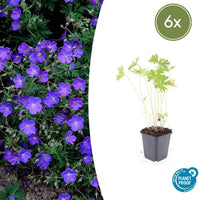 Geranium 'Johnson's Blue' - 20cm