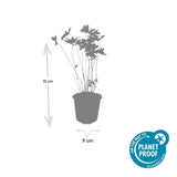 Product afbeelding 2
