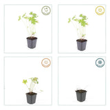 Product afbeelding 4
