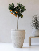 Product afbeelding 2