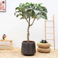 Kalanchoe Beharensis tallo - 150 cm