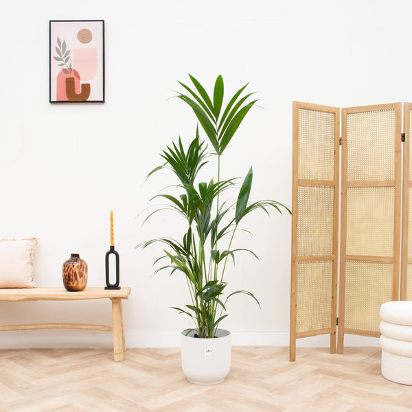 Combi deal - Kentia palm inclusief elho Vibes Fold Round - 160 cm kopen bij Green Bubble