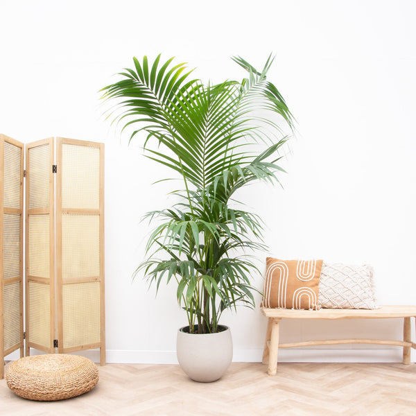 Kentia Palm XXL - 220cm kopen bij Green Bubble