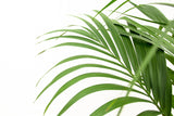 Product afbeelding 3