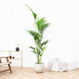 Product afbeelding 1