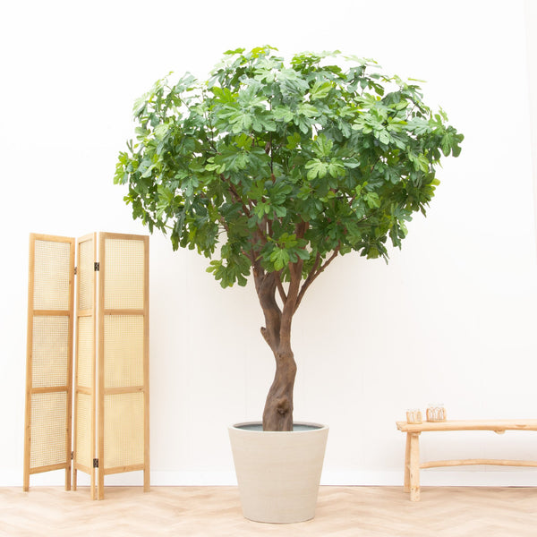 Higuera artificial - 250cm kopen bij Green Bubble