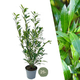 Product afbeelding 1