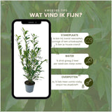 Product afbeelding 6