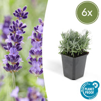 Lavandula 'Hidcote' - 20cm