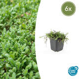 Product afbeelding 1