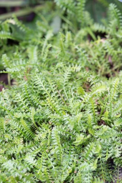 Leptinella Squalida - 20cm kopen bij Green Bubble