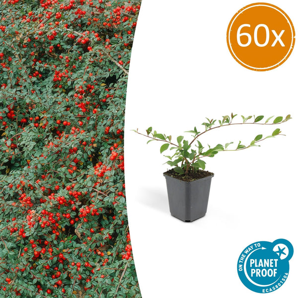 Cotoneaster Dammeri 'Major' - 25cm kopen bij Green Bubble