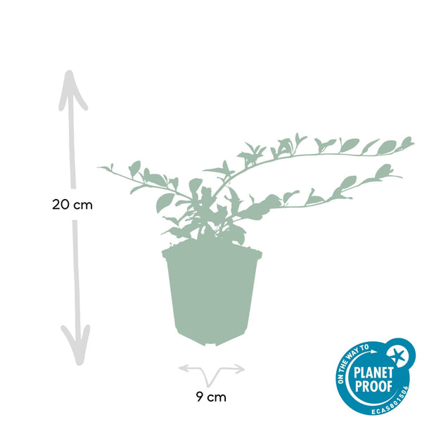 Cotoneaster Dammeri 'Major' - 25cm kopen bij Green Bubble