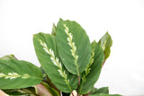 Product afbeelding 5