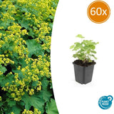 Product afbeelding 9