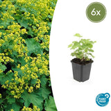 Product afbeelding 1