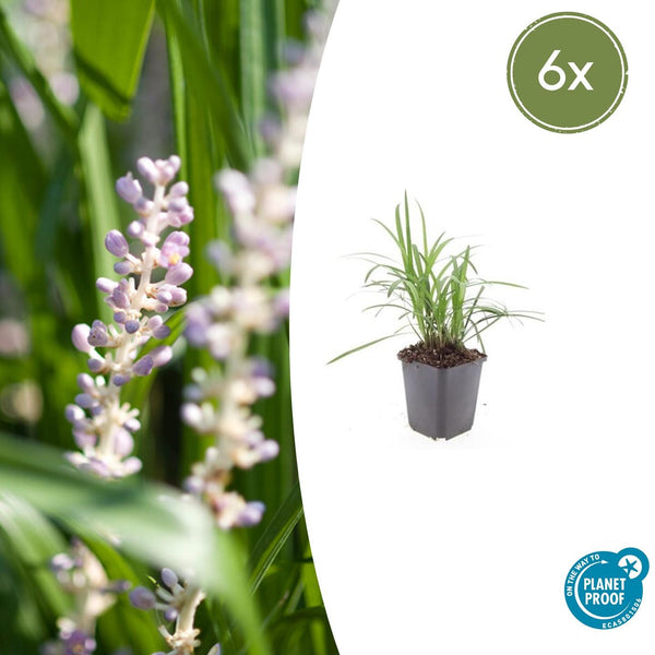 Liriope Muscari 'Moneymaker' - 20cm kopen bij Green Bubble