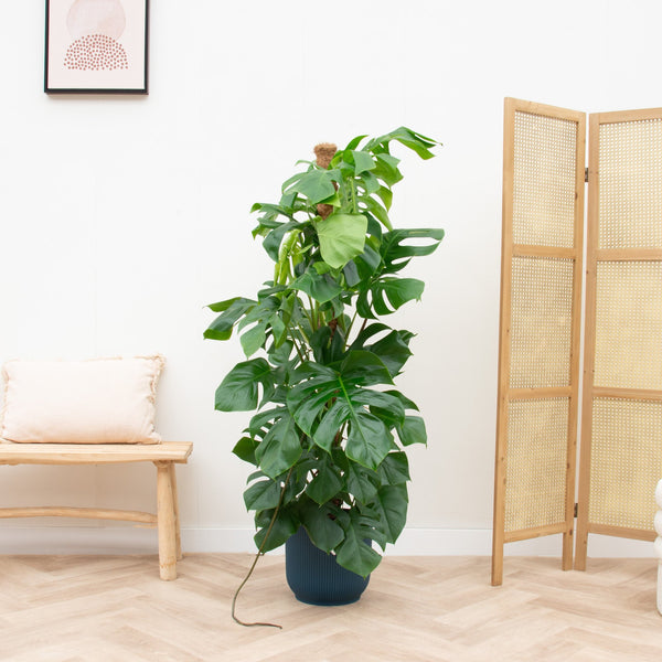 Combi deal - Monstera Pertusum XL inclusief elho Vibes Fold Round - 150cm kopen bij Green Bubble