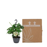 Product afbeelding 4