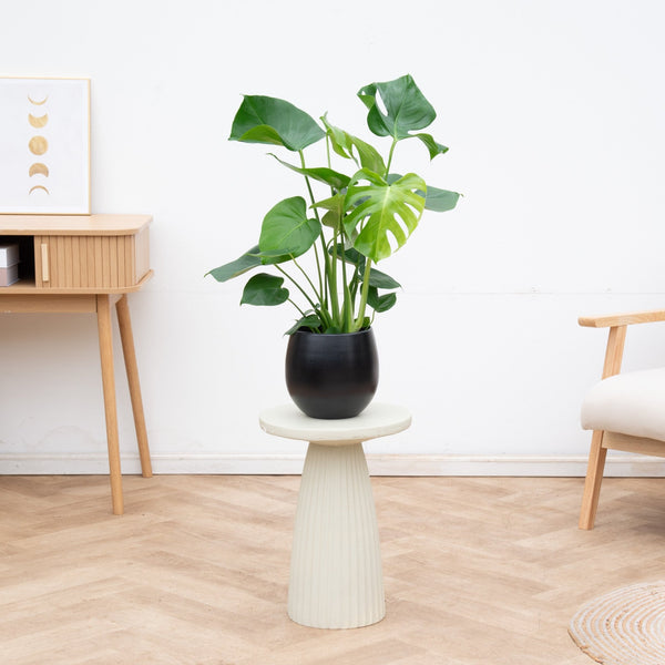 Combi deal - Monstera Deliciosa inclusief pot Stijn - 70cm kopen bij Green Bubble