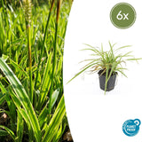 Product afbeelding 1