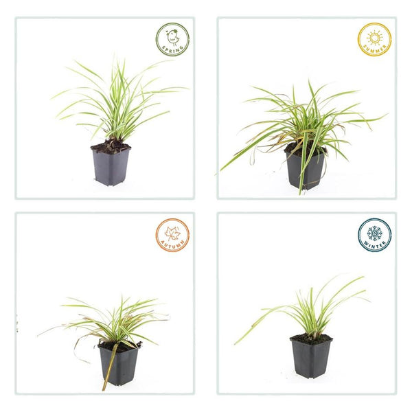 Carex morrowii 'Aureovariegata' - 20cm kopen bij Green Bubble