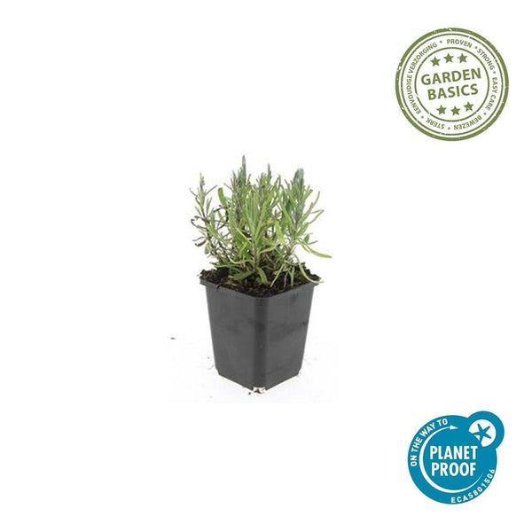 Lavandula ang 'Munstead' - 20cm kopen bij Green Bubble