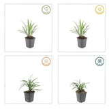 Product afbeelding 2